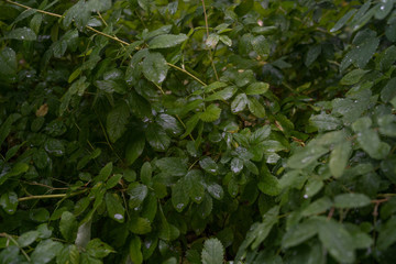 Green leaves. Green leaves background texture. Creative layout made of green leaves. Flat lay. Nature background. Green leaf texture. Leaf texture background.