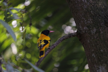 Fototapeta premium golden oriole, mango bird