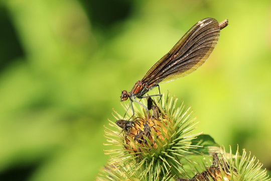 Blaufl&uuml;gel Prachtlibelle