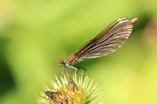 Blaufl&uuml;gel Prachtlibelle