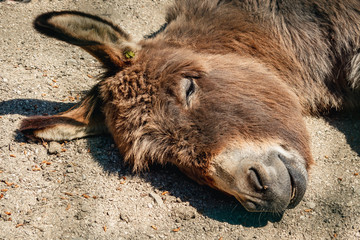 tired donkey with closed eyes lying down on sand and sleeping, rest after hard physical work concept