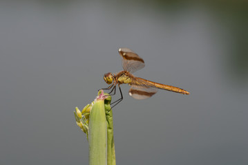 libellula su una pianta al sole