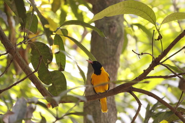 golden oriole, mango bird