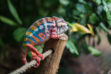Chameleon in the Masoala Rainforest © Buebelina