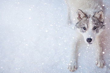 Husky dog grey and white colour with blue eyes in winter