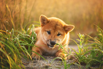 Cute and happy Red Shiba Inu Puppy Dog lying Outdoor In Grass During golden Sunset.