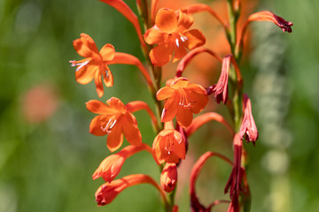 Macro of a bugle lily