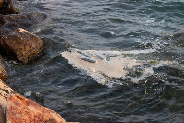 Plastic bottles and foam floating near the coast. Beach pollution.