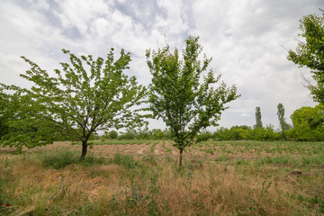 Obraz premium tree in the field
