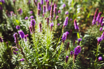 Purple flowers - background