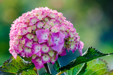 Pink hydrangea