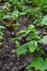 Basil grows on the beds. Growing basil in the soil.