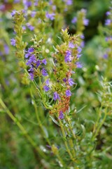 Rosemary blossom on a warm summer day.