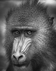 Mandrill