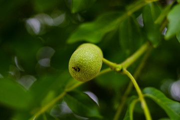 green walnuts on the tree