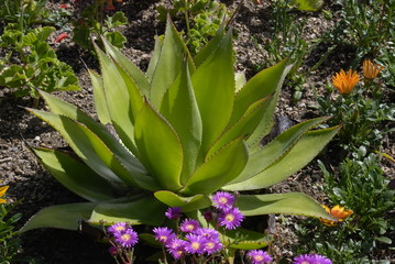 Obraz premium agave succulent plant and flowers