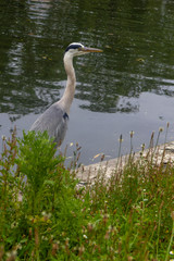 london parks great blue heron