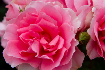 beautiful roses in garden closeup