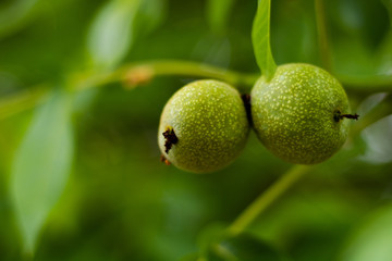 green walnuts on tree