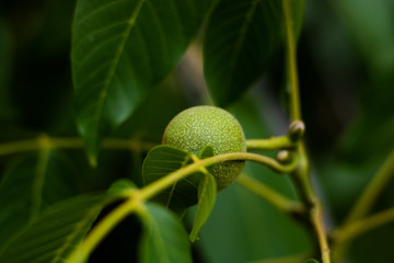 raw walnut on the tree