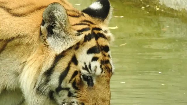 Tiger drinking from a lake 