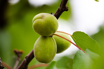 green apricot on a tree