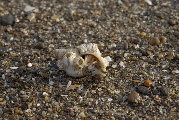 Hermit crab on the beach