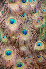 Obraz premium peacock feathers
