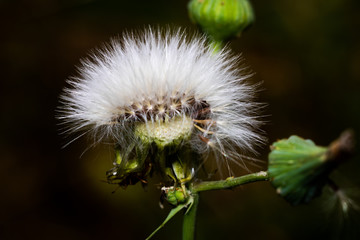 dandelion on black background