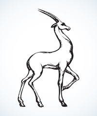 Antelope. Vector drawing