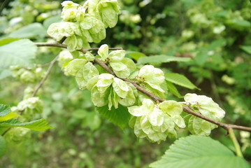 branch of a blossoming tree