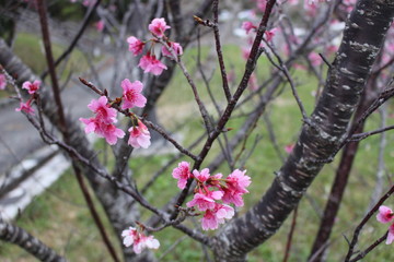 Early blossoming