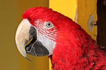 Portrait eines Dunkelroten Aras (Ara chloroptera)