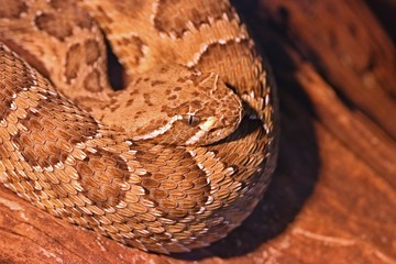 Westliche Klapperschlange (Crotalus viridis)