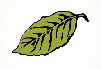 Naklejka premium Tree leaf. Vector drawing