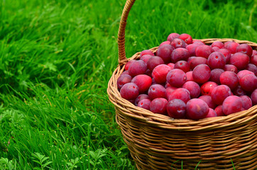 Plum purple in a wicker basket. Collected plum on a background of green lawn. Bright and juicy plum in the basket.