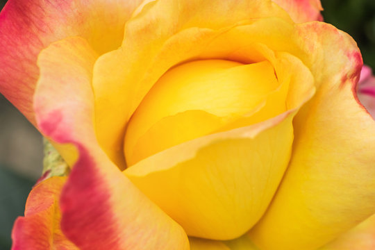Yellow-pink rose close-up, macro photo. Background flower image, the beauty of nature. The concept of Valentine's Day, Women's Day.