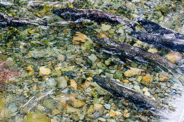 Resting Salmon