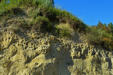 Bird nests of swallows