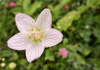 Fleur blanche isolée de parnassie des marais (Parnassia palustris). Gros plan en  extérieur.