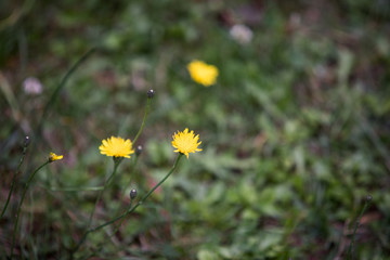 Flowers, fleurs, nature 
