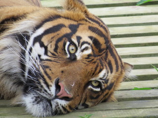 tiger in zoo