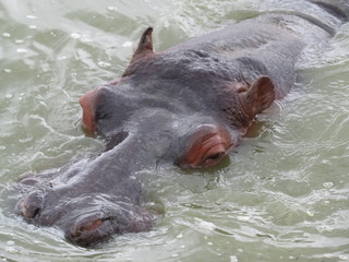 hippo in the water