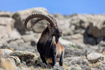 Very rare Walia ibex, Capra walia, one of the rarest ibex in world. Only about 500 individuals survived in Simien Mountains in Northern Ethiopia, Africa - obrazy, fototapety, plakaty