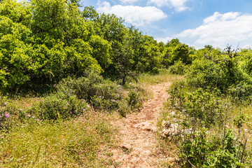 Fototapeta na wymiar View from the Roe Deer Trail in The Ajloun Forest Reserve in Jordan