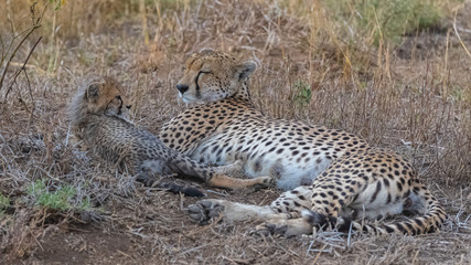 Cheeta with her two babies in the savannah, Serengeti reserve in Tanzania, cute animals