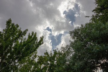 Obraz na płótnie Canvas trees and cloudy sky