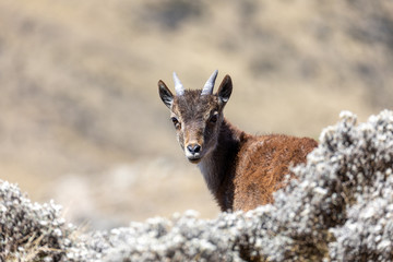 baby of very rare Walia ibex, Capra walia, one of the rarest ibex in world. Only about 500 individuals survived in Simien Mountains in Northern Ethiopia, Africa - obrazy, fototapety, plakaty