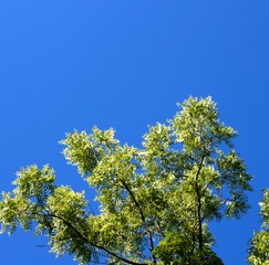 The green treetop and the bright blue sky background.