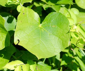 A close view of the bright green leaf on the branch.